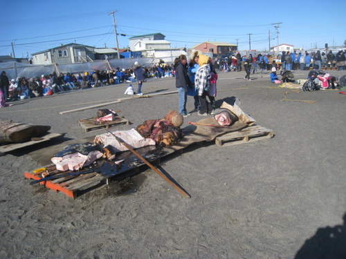 Nalukataq Festival