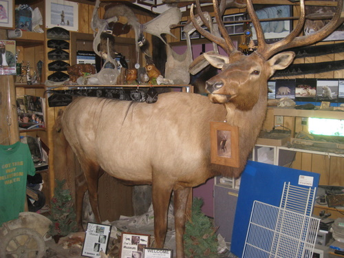 8-ft. Elk