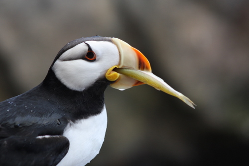 Hungry Puffin