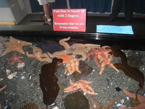 Touch Tank 1