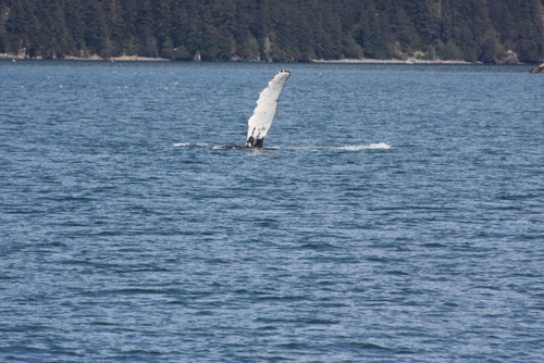 Whale Fin