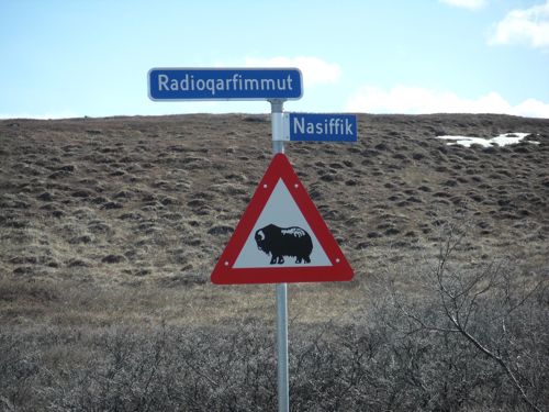 Muskoxen road sign.