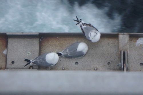 birds on Deck