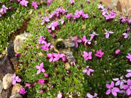 Diminutive Flowers and Tundra Bee