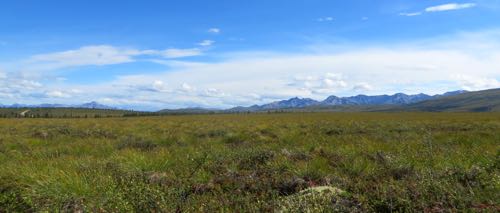 View of tundra from vegetation survey site