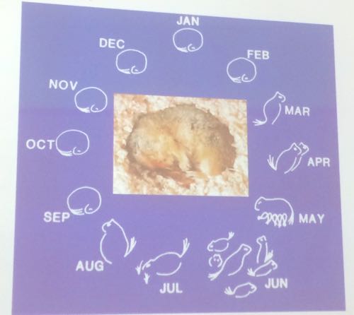 Arctic Ground Squirrel Life Cycle