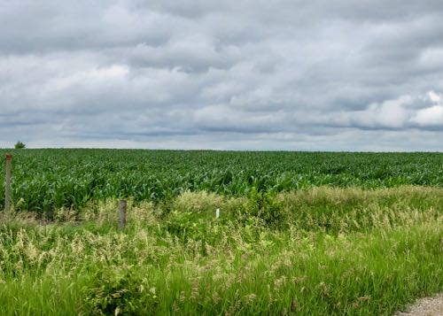 Iowa Cornfields