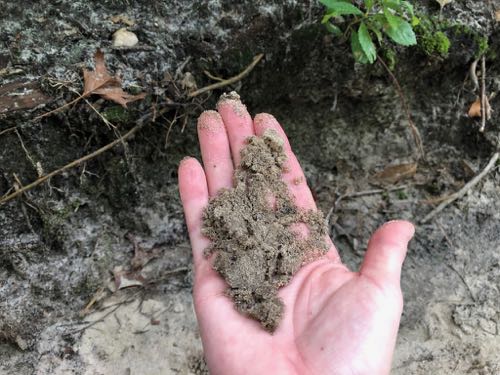 sandy soil