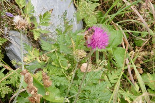 Wooly thistle