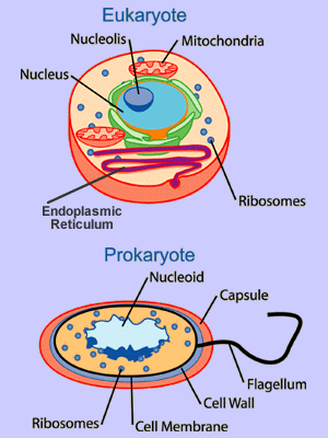 Prokaryote vs eukaryote