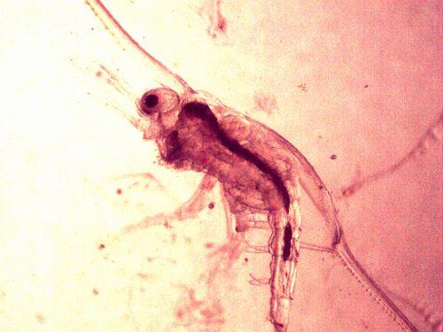 Zooplankton (sub-phylum crustacea) from Three Mile Harbor East Hampton NY.
