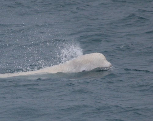 Beluga whale with blow at the surface! Photo courtesy of Dr. Kate Stafford. Photo taken April 30th, 2010.