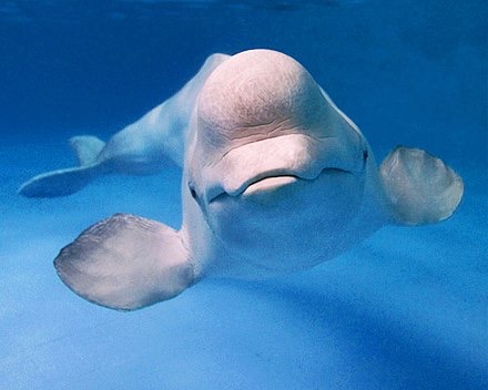 The bulbous lump on top of the beluga whale&#39;s head is called a melon.  Photo taken from the webpage: https://en.wikipedia.org/wiki/Beluga_whale on September 17, 2017 by Lisa Seff.