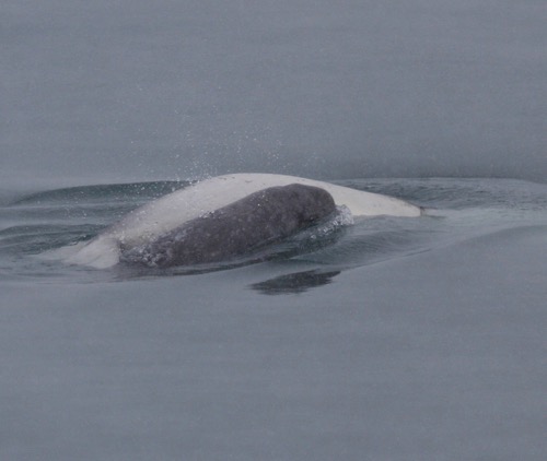 Beluga mom and calf! Notice the gray color of the calf.  Photo courtesy of Dr. Kate Stafford. Photo taken May 10th, 2009.