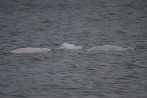 A small pod of beluga whales. Photo courtesy of Dr. Kate Stafford. Photo taken September 2, 2008.