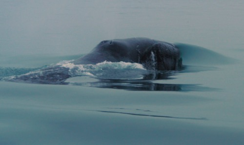 Bowhead whale. Photo courtesy of Dr. Kate Stafford. Photo taken May 10th, 2009.