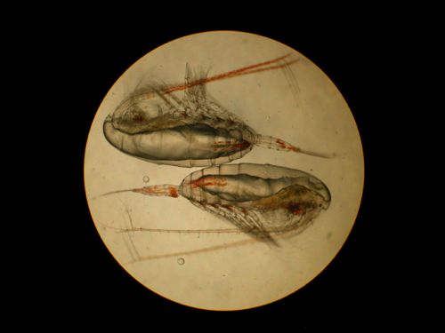 Copepods genus Calanus