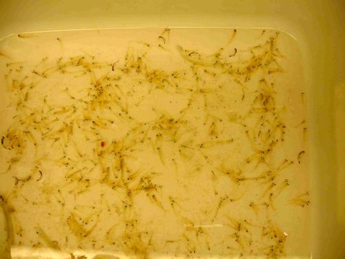 Dish pan of krill back in the lab.  August 2014.  Photo courtesy of Dr. Carin Ashjian.