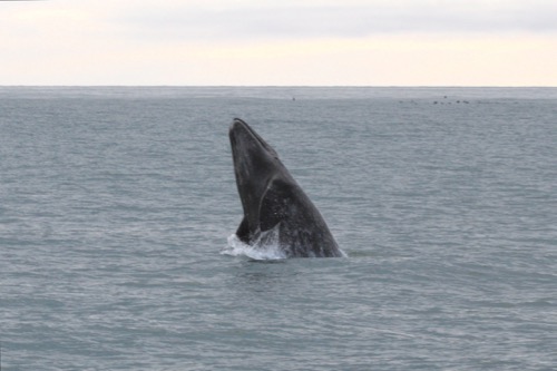 Gray whale breaching!  Photo courtesy of Dr. Kate Stafford. Photo taken September 10th, 2008.