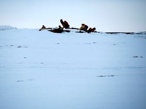 Bowhead whale bone pile at Point Barrow Alaska.  May 21, 2012.