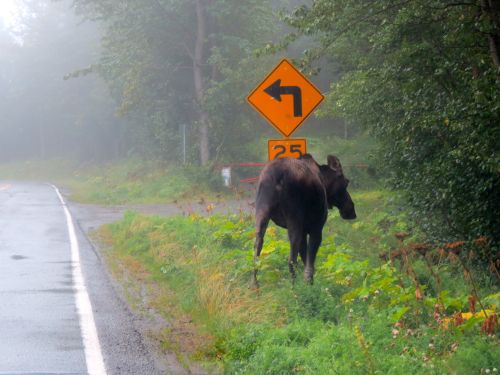 Moose crossing in Anchorage AK.