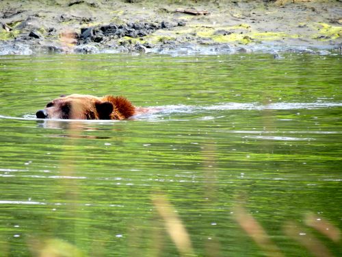 Brown Bear swimming in the Alaska Wildlife Conservation Center.