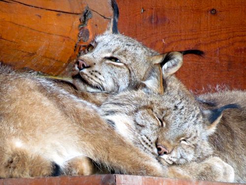 Lynx sisters napping in the Alaska Wildlife Conservation Center.