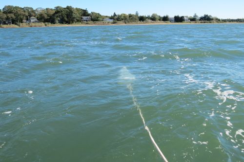 Ring net plankton tow in Three Mile Harbor East Hampton New York.