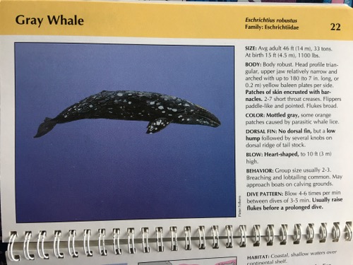 Whale id