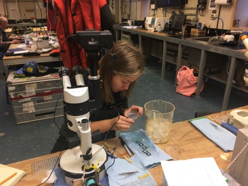 Dr. Kristina Kvile picking copepods for study under the microscope! September 6, 2017.  Photo by Lisa Seff.