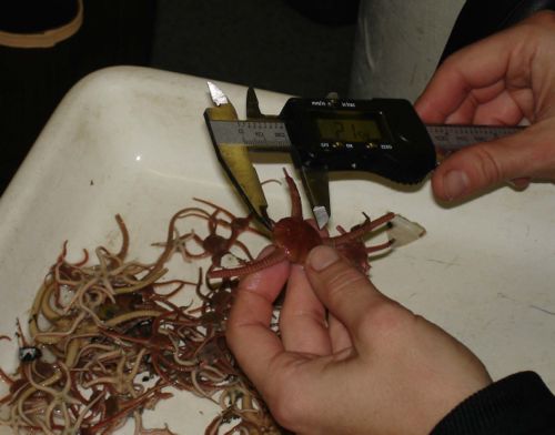Each brittle star is measured using calipers.