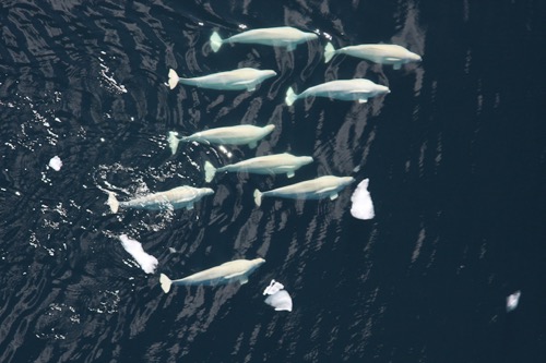 Beluga whale pod in the Chukchi sea Photo Credit: Laura Morse (NOAA) Photo Date: July 1st 2008 Marine Mammal Permit: 782-1719 Funded by MMS (IA Contract No. M08PG20023) 