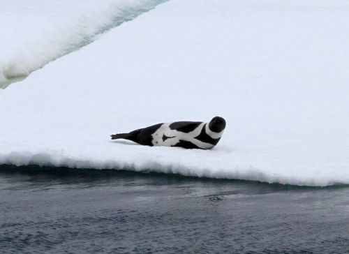 Ringed seal!  Onboard the U.S.C.G.C. Healy.