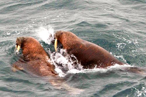 Walrus swimming in the Arctic