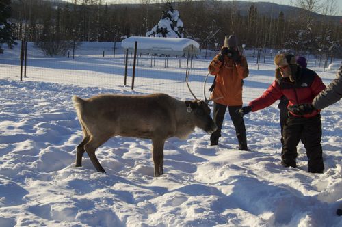 Feeding the reindeer