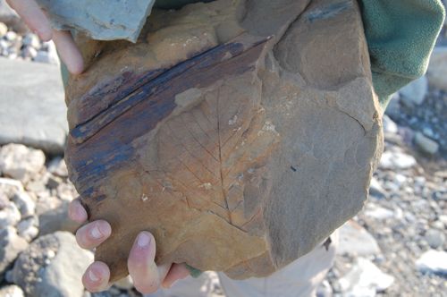 Leaf impression and fossilized wood