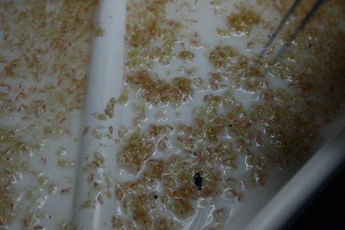Close up Zooplankton