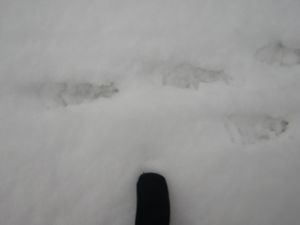 Who’s tracks are these?