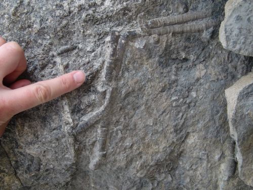 Crinoid fossils in the cliff face