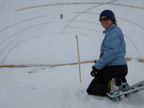 Sarah placing the temperature probe in the greenhouse