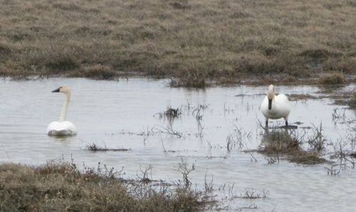 Tundra Swans on the way to Deadhorse