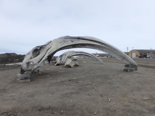 Bowhead whale skulls in Barrow