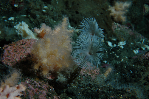 Featherduster worm