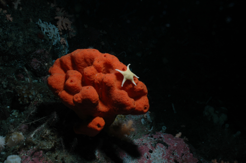 Sponges – Australian Antarctic Program