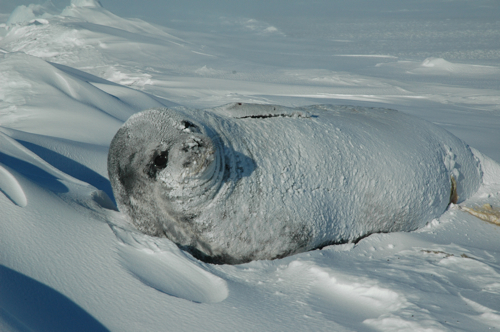 snowy seal