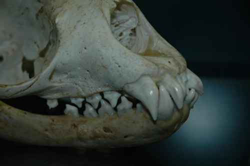 Weddell teeth