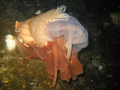 jellyfish vs anemone2