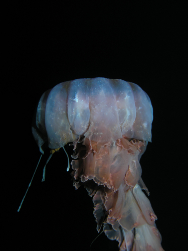 Jellyfish3
