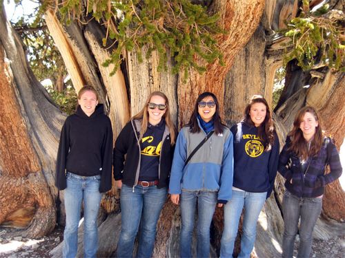 Some of our group in front of the Patriarch Tree, the world's largest bristlecone pine