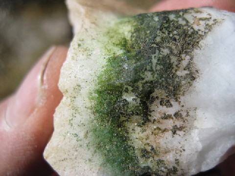 Hypolithic cyanobacteria growing under a quartz rock
